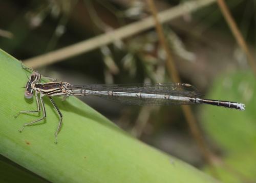 Platycnemis pennipes